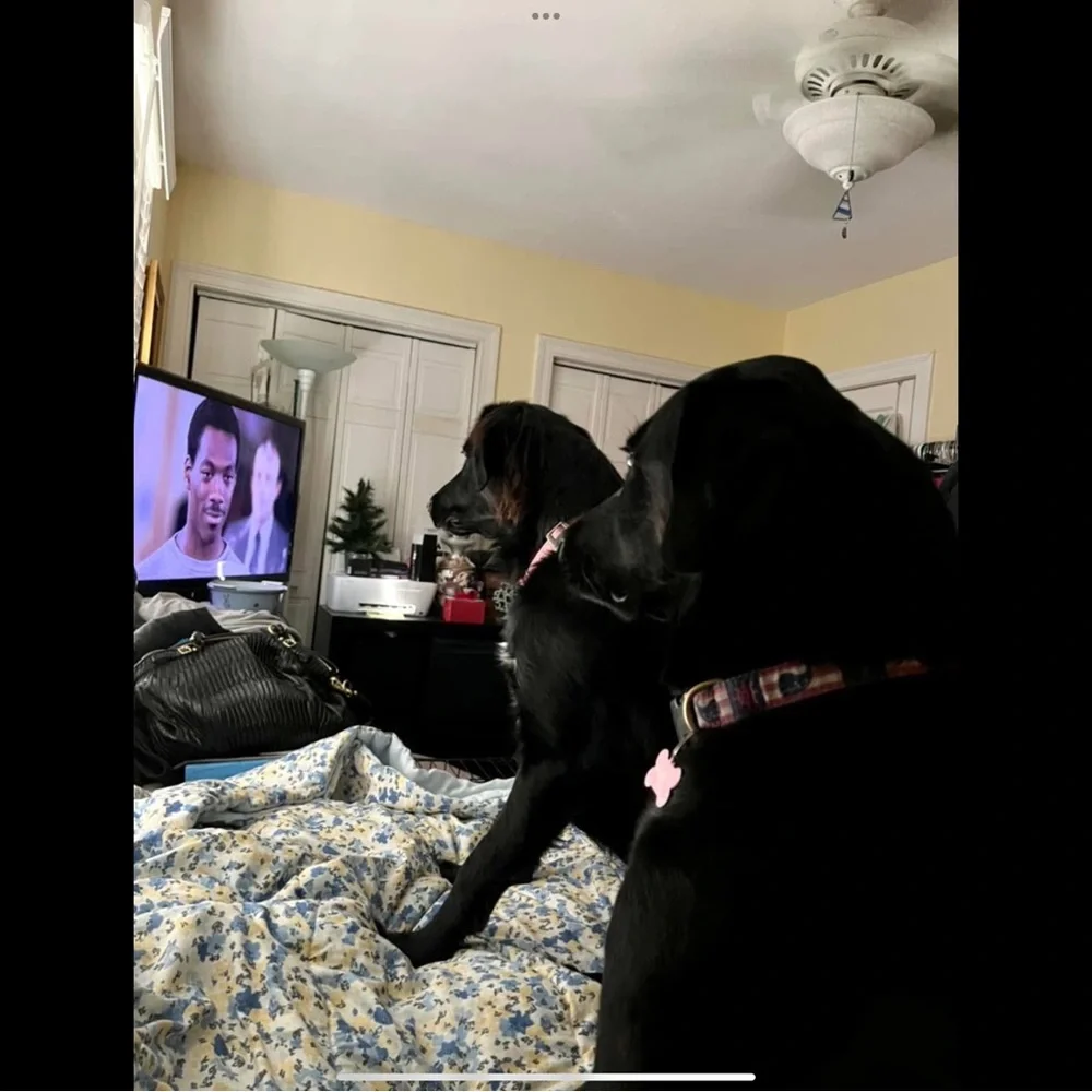 Keychain/Bag Charm For Our Fur Babies Medical Bills💕🐾💕🐾 - Picture 12 of 15